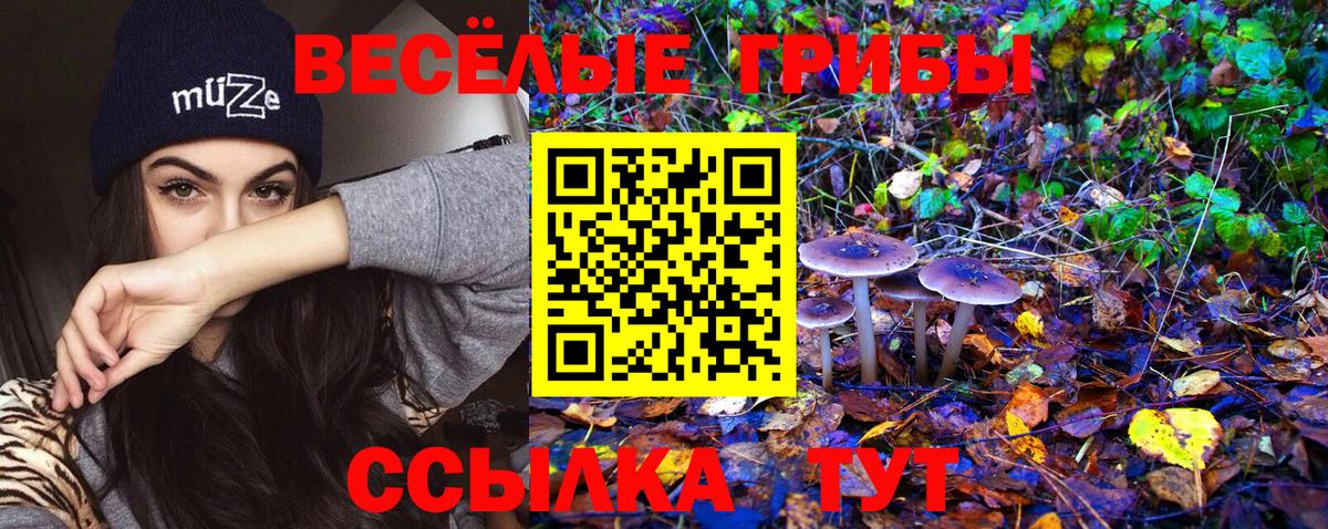 Галлюциногенные грибы Psilocybine cubensis Тобольск